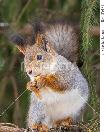 The squirrel with nut sits on tree in the winter or late autumn 108605471