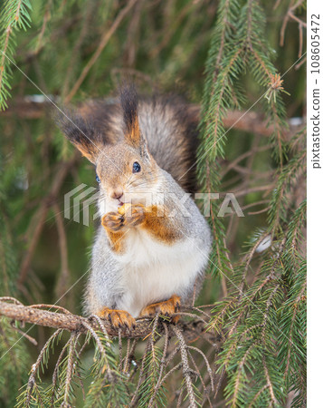 The squirrel with nut sits on tree in the winter or late autumn The squirrel with nut sits on tree in the winter or late autumn 108605472