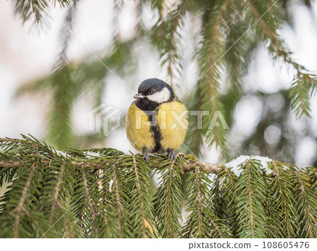Cute bird Great tit, songbird sitting on the fir branch with snow in winter 108605476