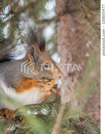 The squirrel with nut sits on tree in the winter or late autumn 108605477