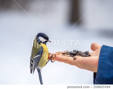 A tit sits on a man's hand and eats seeds. 108605494