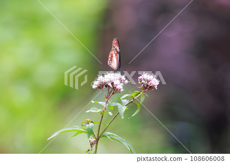 Flying Asagi Madara 108606008