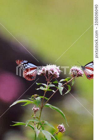 Flying Asagi Madara 108606040