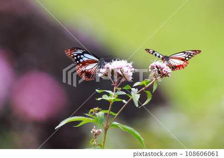 Flying Asagi Madara 108606061