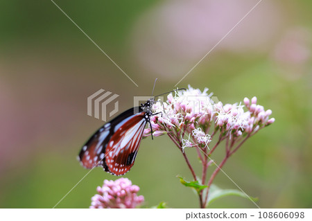 飛翔的阿佐木斑 飛翔的阿佐木斑 108606098
