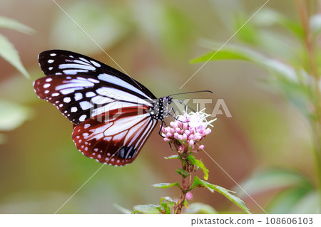 Flying Asagi Madara 108606103