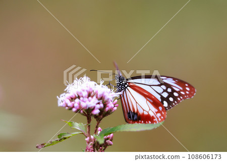 Asagi madara來到了Fujibakama 108606173