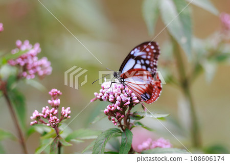 Asagi madara came to Fujibakama Asagi madara came to Fujibakama 108606174