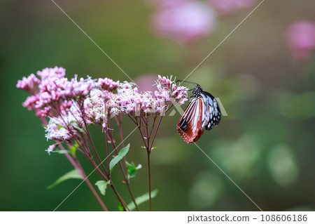 Asagi madara來到了Fujibakama 108606186