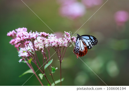 Asagi madara來到了Fujibakama 108606194