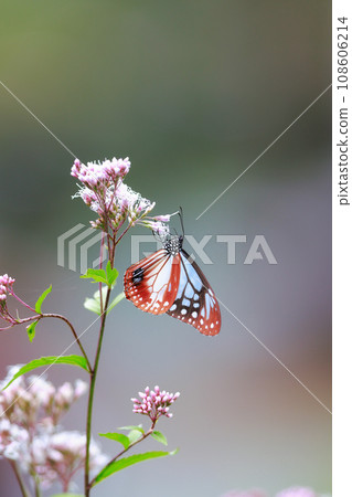 Asagi madara came to Fujibakama Asagi madara came to Fujibakama 108606214