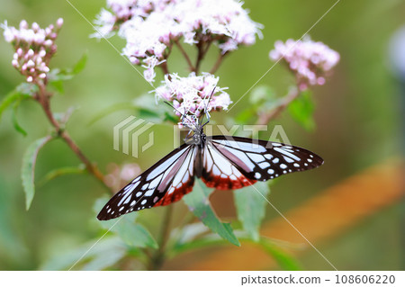 Asagi madara came to Fujibakama 108606220