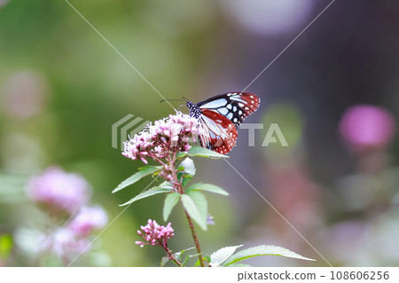 Asagi madara sucking flower honey Asagi madara sucking flower honey 108606256