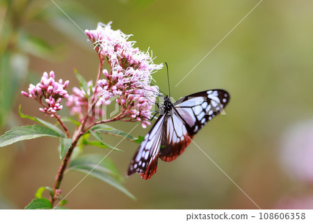 Asagi madara came to Fujibakama 108606358