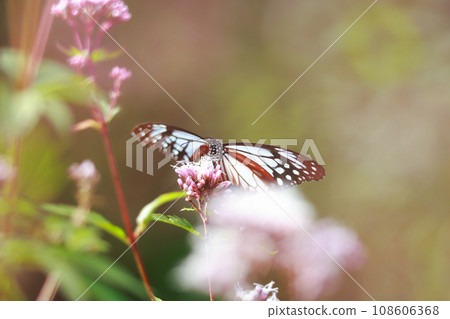 Asagi madara came to Fujibakama 108606368