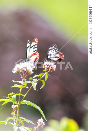 Asagi madara came to Fujibakama 108606414