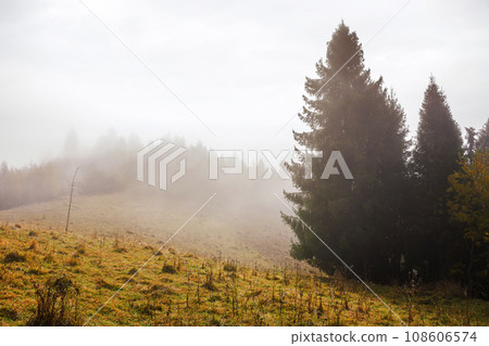 coniferous forest on the grassy hill in mist. nature landscape in autumn. foggy weather with overcast sky coniferous forest on the grassy hill in mist. nature landscape in autumn. foggy weather with overcast sky 108606574