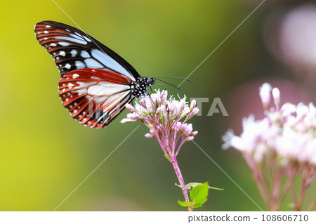 Asagi madara came to Fujibakama 108606710