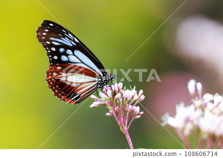 Asagi madara came to Fujibakama Asagi madara came to Fujibakama 108606714