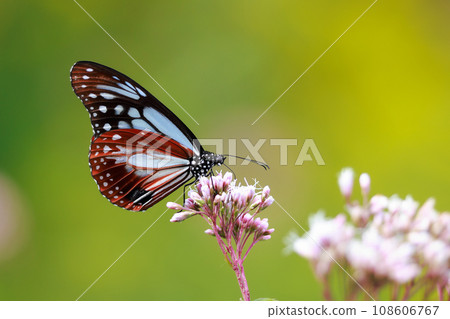 Asagi madara來到了Fujibakama Asagi madara來到了Fujibakama 108606767