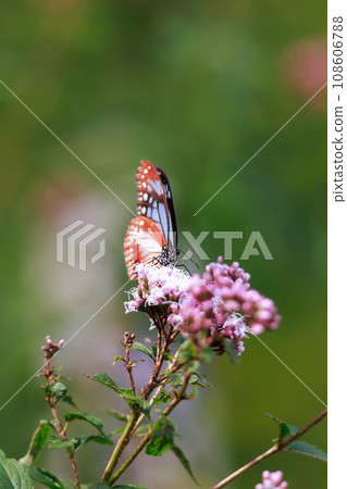 Asagi madara來到了Fujibakama 108606788