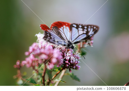 Asagi madara來到了Fujibakama Asagi madara來到了Fujibakama 108606878