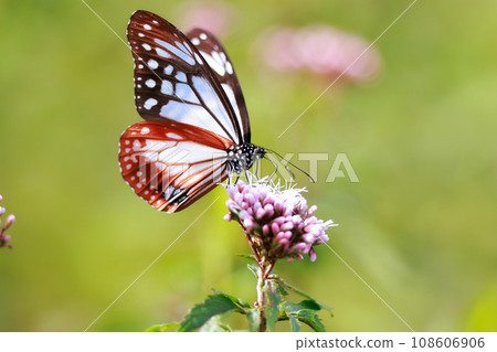 Asagi madara came to Fujibakama 108606906