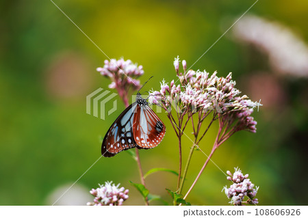 Asagi madara來到了Fujibakama Asagi madara來到了Fujibakama 108606926