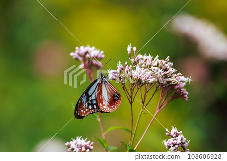 Asagi madara來到了Fujibakama Asagi madara來到了Fujibakama 108606928