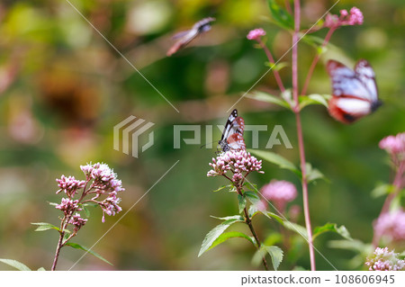 Asagi madara came to Fujibakama 108606945