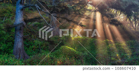 Trees in Vibrant Rainforest. Sunny Sunrays in Fog. Morning Sunrise on West Coast of Washington 108607410