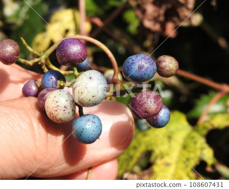 Colorful "Nobudu" fruit Colorful "Nobudu" fruit 108607431