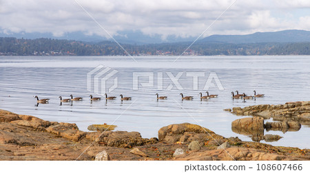 Herd of Geese by the Rocky shore in Vancouver Island, British Columbia, Canada Herd of Geese by the Rocky shore in Vancouver Island, British Columbia, Canada 108607466