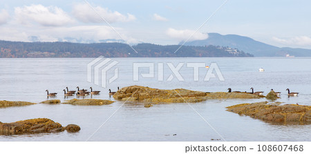 Herd of Geese by the Rocky shore in Vancouver Island, British Columbia, Canada Herd of Geese by the Rocky shore in Vancouver Island, British Columbia, Canada 108607468