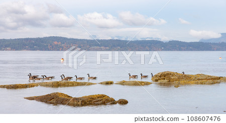 Herd of Geese by the Rocky shore in Vancouver Island, British Columbia, Canada 108607476