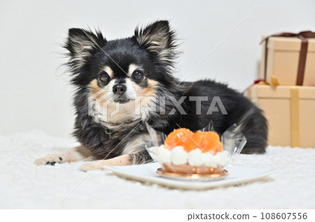 Chihuahua and dog cake (mandarin orange cake) Chihuahua and dog cake (mandarin orange cake) 108607556