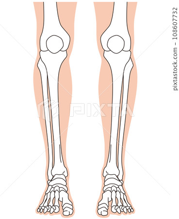 Ankle joint Ankle joint Front skeleton Ankle joint Ankle joint Front skeleton 108607732