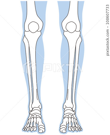 Ankle joint Ankle joint Front skeleton Ankle joint Ankle joint Front skeleton 108607733