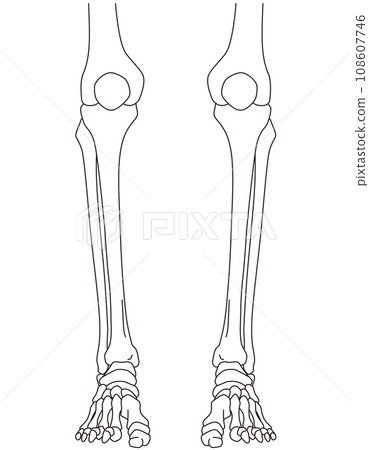 踝關節 踝關節 前骨骼 踝關節 踝關節 前骨骼 108607746
