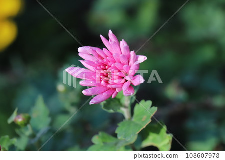 粉紅色的噴霧 giku 花盛開在秋天的花園裡 108607978