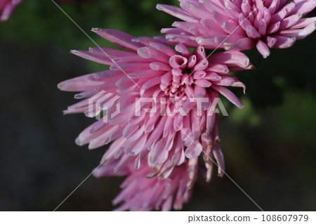 粉紅色的噴霧 giku 花盛開在秋天的花園裡 108607979