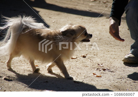 A moment at the dog run. A moment at the dog run. 108608007
