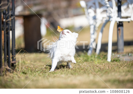 蝴蝶和吉娃娃 蝴蝶和吉娃娃 108608126