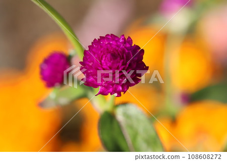 Red-purple crimson flowers blooming in the autumn garden Red-purple crimson flowers blooming in the autumn garden 108608272