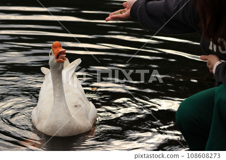 Feeding the geese, please give it to me quickly. Feeding the geese, please give it to me quickly. 108608273