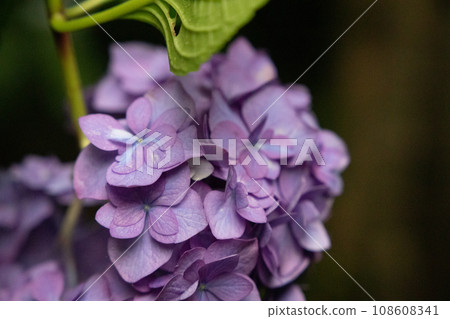 紫色的hydrange濕雨 108608341