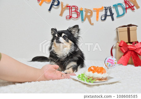 吉娃娃狗蛋糕(橘子蛋糕),女主人為心愛的狗狗慶祝生日 吉娃娃狗蛋糕(橘子蛋糕),女主人為心愛的狗狗慶祝生日 108608585