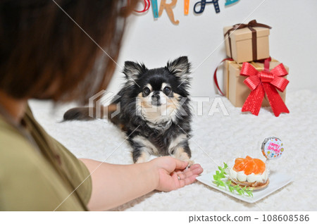 吉娃娃狗蛋糕（橘子蛋糕），女主人為心愛的狗狗慶祝生日 108608586