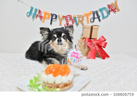 happy Birthday! ! Chihuahua's birthday happy Birthday! ! Chihuahua's birthday 108608759