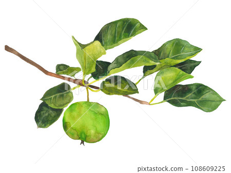 Watercolor green apple on a branch 108609225